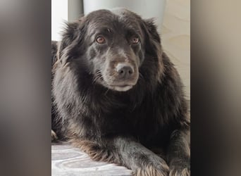 Lika eine schwarze Perle zum lieb haben