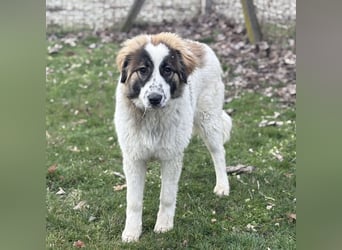 Lusi ein tolles Mädchen