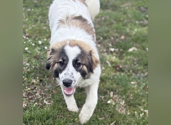 Lusi ein tolles Mädchen