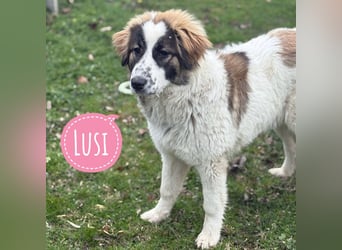 Lusi ein tolles Mädchen