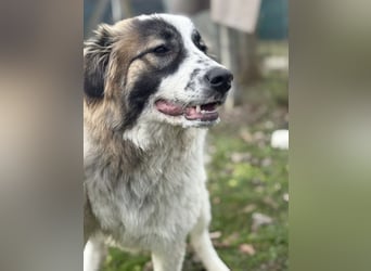 Lusi ein tolles Mädchen