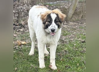 Lusi ein tolles Mädchen