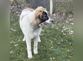 Lusi ein tolles Mädchen