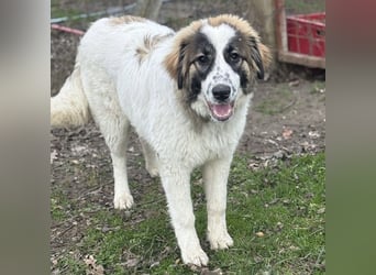 Lusi ein tolles Mädchen