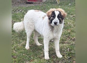 Lusi ein tolles Mädchen