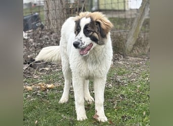 Lusi ein tolles Mädchen