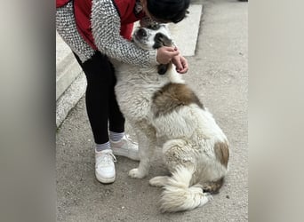 Lusi ein tolles Mädchen