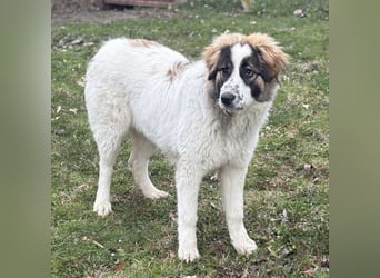 Lusi ein tolles Mädchen