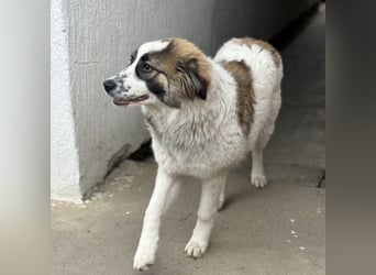 Lusi ein tolles Mädchen