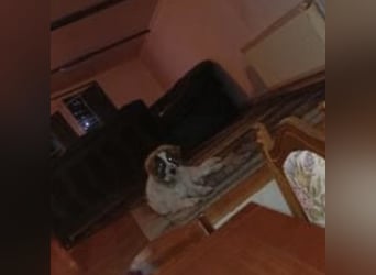 Lusi ein tolles Mädchen