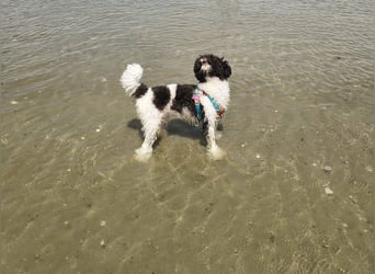 Marmor sucht ein Zuhause (Vermittlungshilfe)