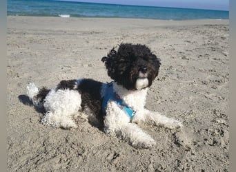 Marmor sucht ein Zuhause (Vermittlungshilfe)