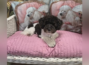 Marmor sucht ein Zuhause (Vermittlungshilfe)