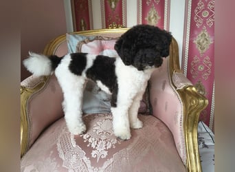 Marmor sucht ein Zuhause (Vermittlungshilfe)