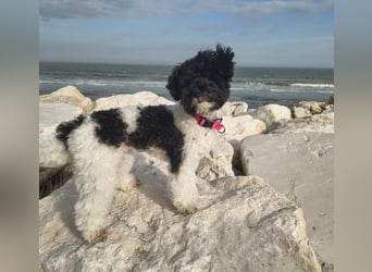 Marmor sucht ein Zuhause (Vermittlungshilfe)