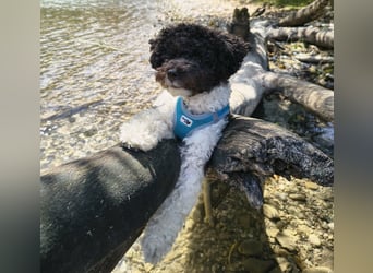 Marmor sucht ein Zuhause (Vermittlungshilfe)