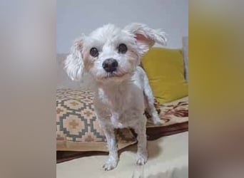 Toypudel Coco sucht besonders liebevolle Menschen