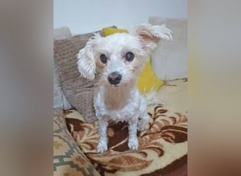 Toypudel Coco sucht besonders liebevolle Menschen