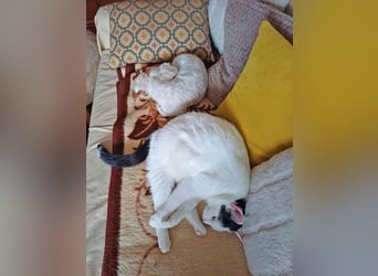 Toypudel Coco sucht besonders liebevolle Menschen