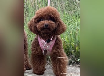 Toypudel Hündin aus asiatischerlinie