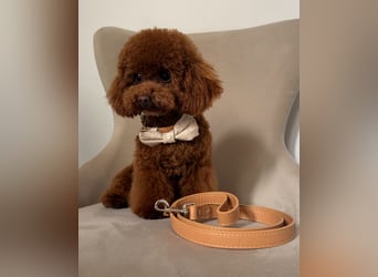 Toypudel Hündin aus asiatischerlinie