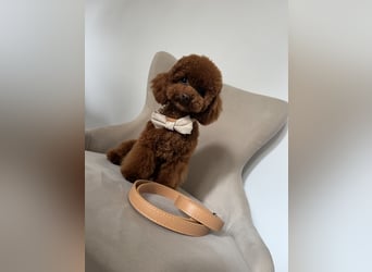 Toypudel Hündin aus asiatischerlinie