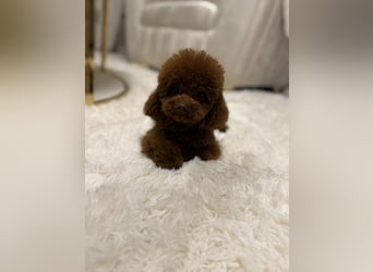 Toypudel Hündin aus asiatischerlinie