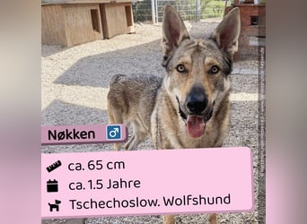 Nøkken