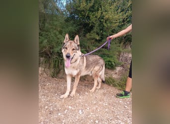 liebster Wolf sucht sein Zuhause für Immer