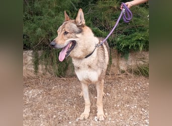 liebster Wolf sucht sein Zuhause für Immer