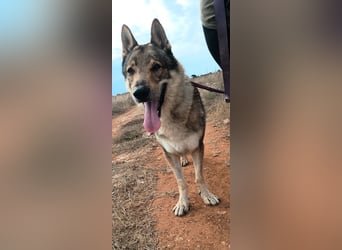 liebster Wolf sucht sein Zuhause für Immer