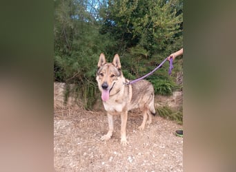 liebster Wolf sucht sein Zuhause für Immer