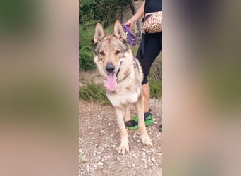 liebster Wolf sucht sein Zuhause für Immer