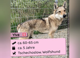 Ylva