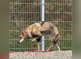 Ylva