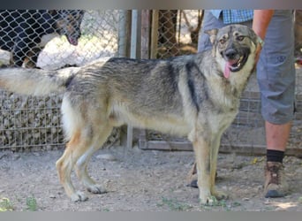 Hector 65cm geb. 02/2025 ist ein tschechischer Wolfshund-Mix