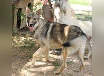 Hector 65cm geb. 02/2025 ist ein tschechischer Wolfshund-Mix