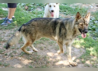 Hector 65cm geb. 02/2025 ist ein tschechischer Wolfshund-Mix