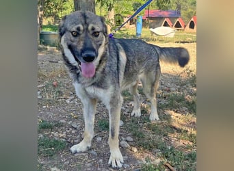 Hector 65cm geb. 02/2025 ist ein tschechischer Wolfshund-Mix