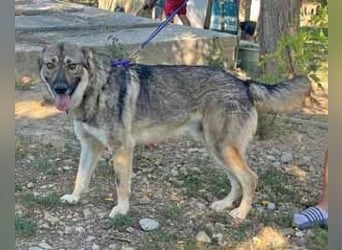 Hector 65cm geb. 02/2025 ist ein tschechischer Wolfshund-Mix