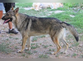 Hector 65cm geb. 02/2025 ist ein tschechischer Wolfshund-Mix