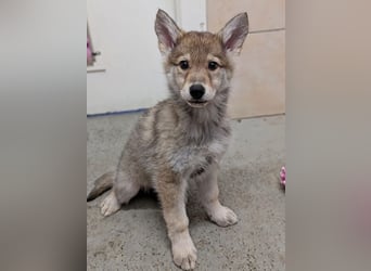 2 Welpen Tsch. Wolfshund Mix