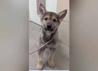 3 Welpen Tsch. Wolfshund- Mix