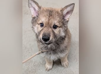 3 Welpen Tsch. Wolfshund- Mix