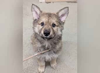 3 Welpen Tsch. Wolfshund- Mix