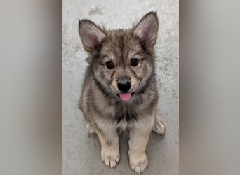 2 Welpen Tsch. Wolfshund Mix