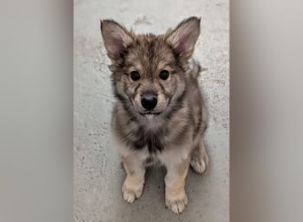 2 Welpen Tsch. Wolfshund Mix