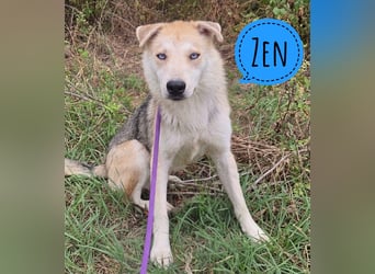Zen ein wunderhübscher unglücklicher Hundebub