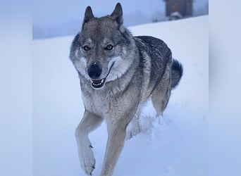 Odin - liebt lange Spaziergänge&Kopfarbeit
