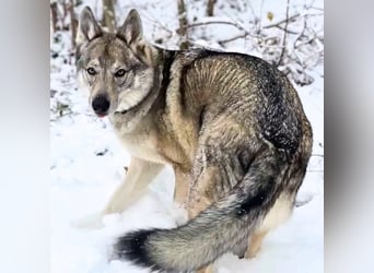 Odin - liebt lange Spaziergänge&Kopfarbeit